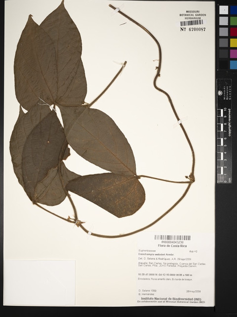 Dalechampia websteri photo 5