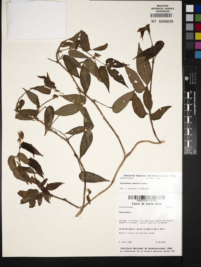 Dalechampia websteri photo 6