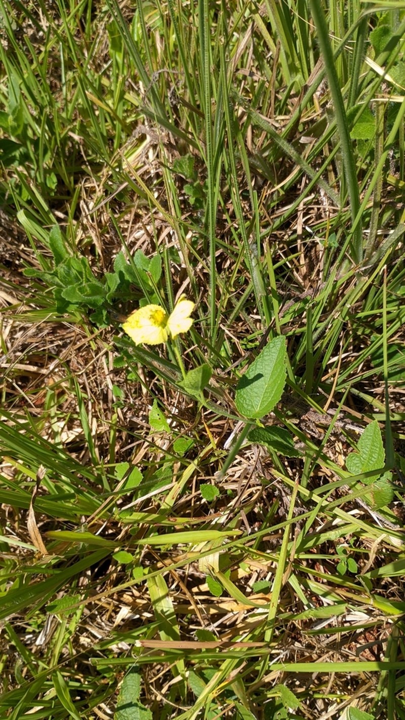 Dalechampia weddelliana