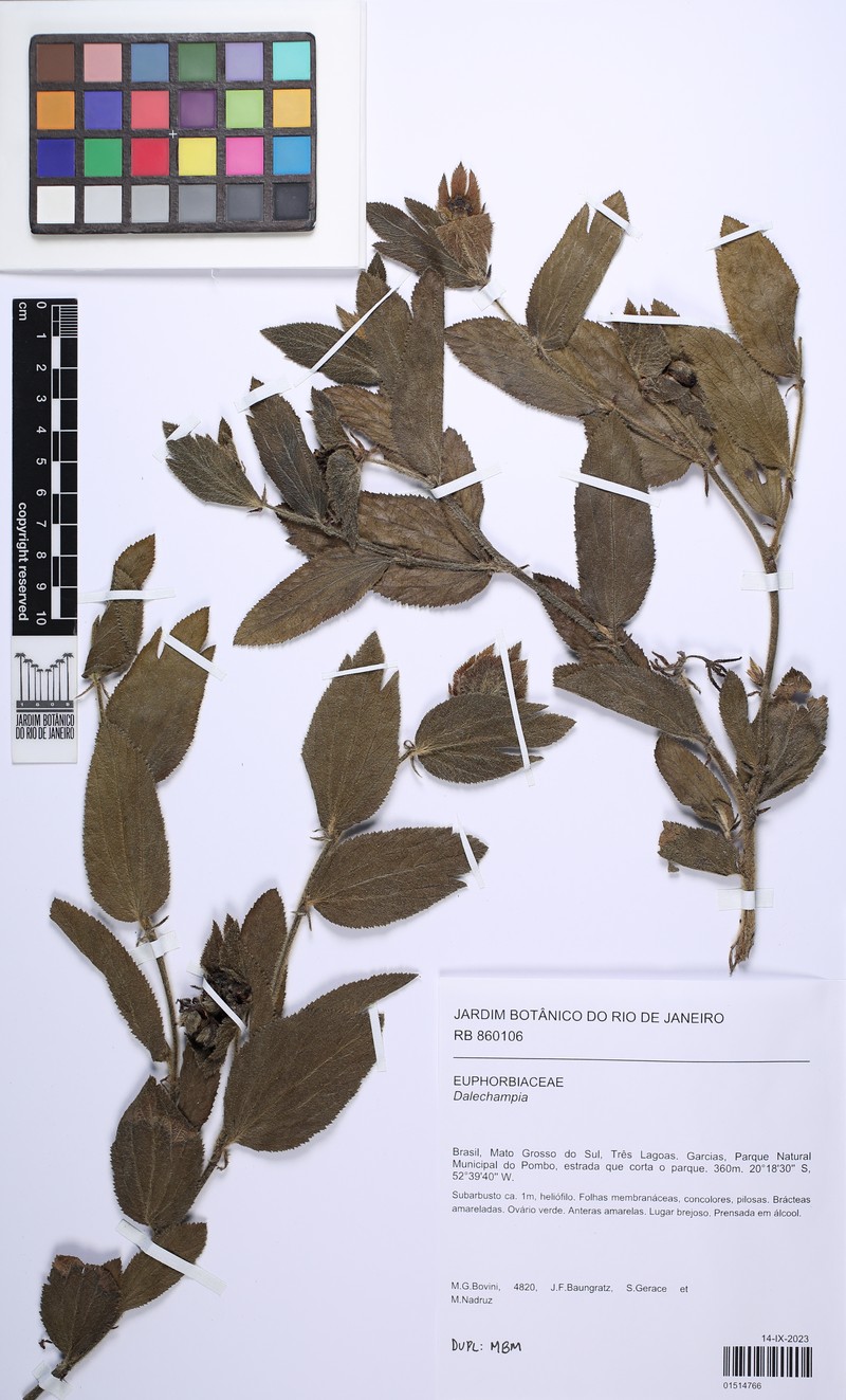 Dalechampia weddelliana photo 2