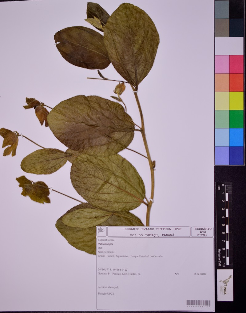 Dalechampia weddelliana photo 3
