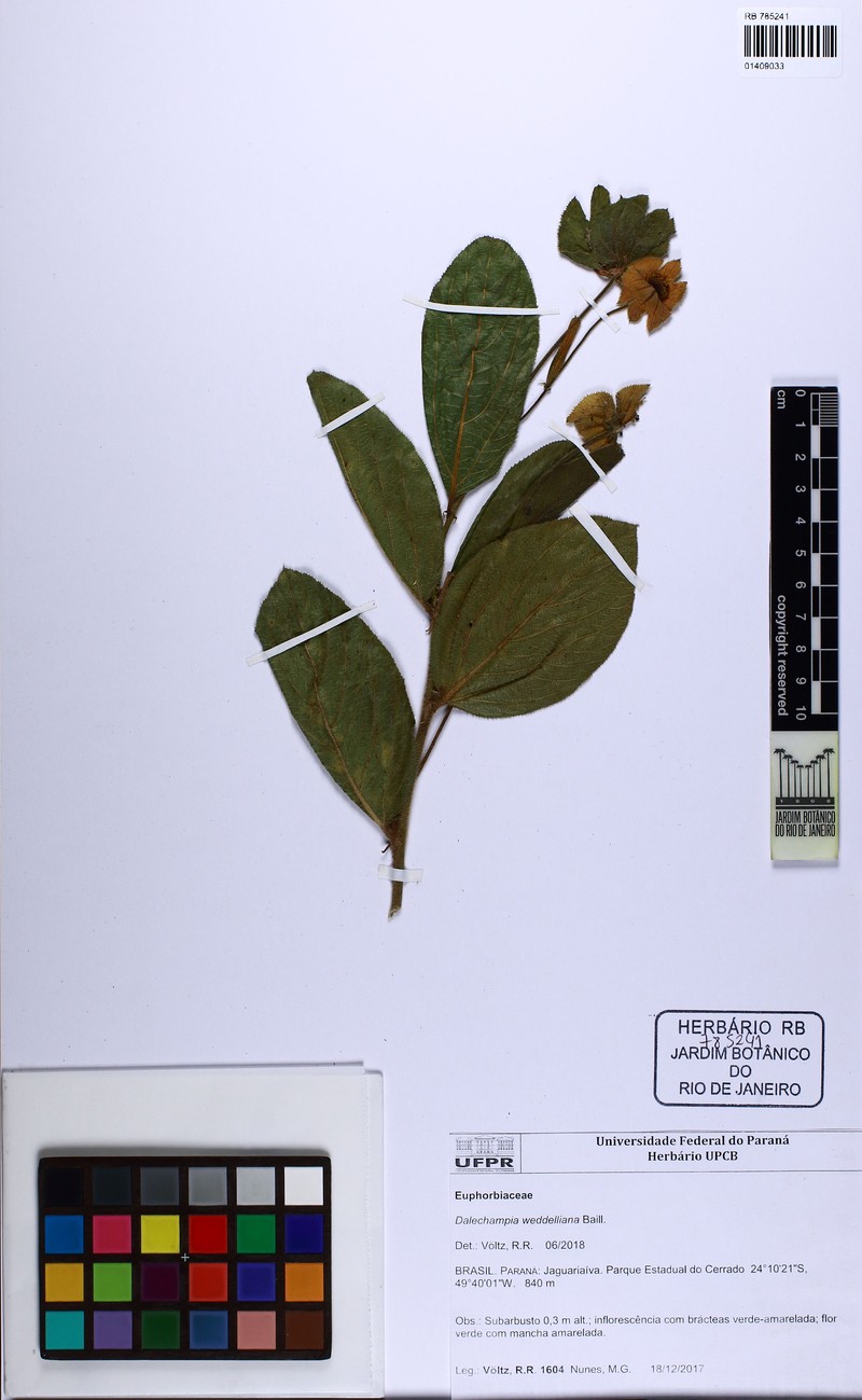 Dalechampia weddelliana photo 4