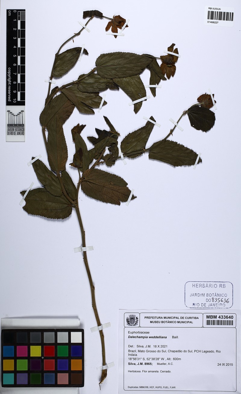 Dalechampia weddelliana photo 5