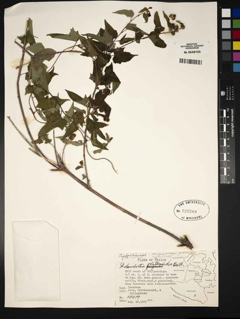 Dalembertia platanoides