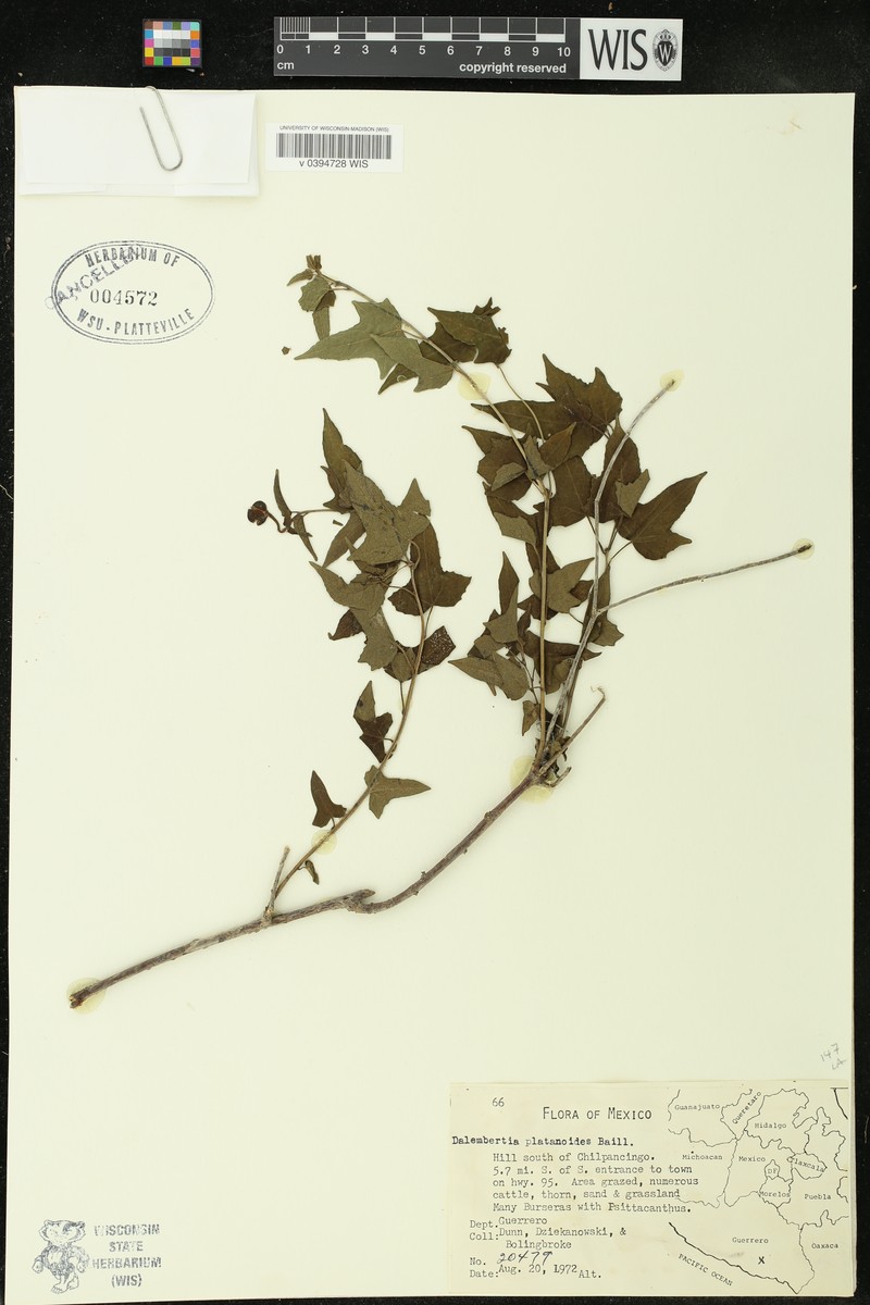 Dalembertia platanoides photo 2