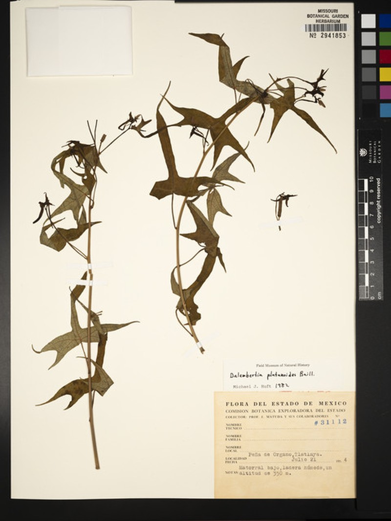 Dalembertia platanoides photo 3