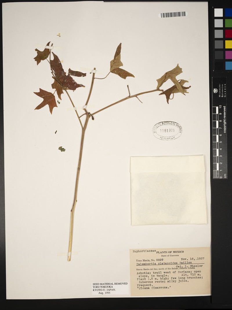 Dalembertia platanoides photo 4