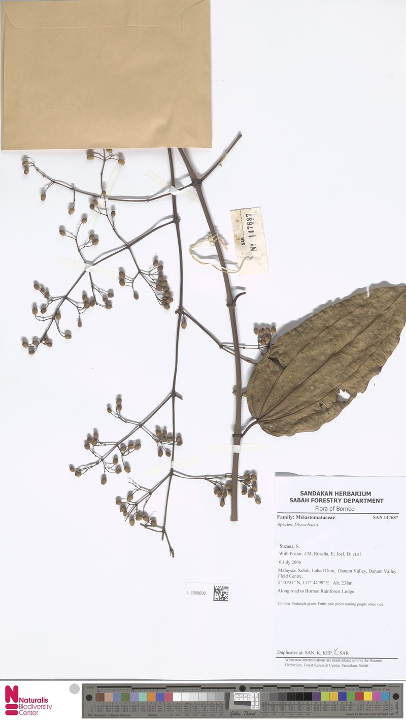 Dalenia glabra