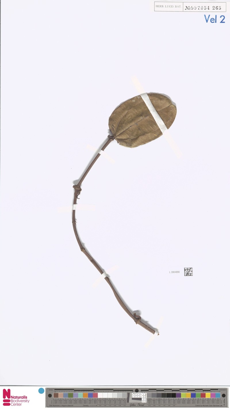 Dalenia glabra photo 2