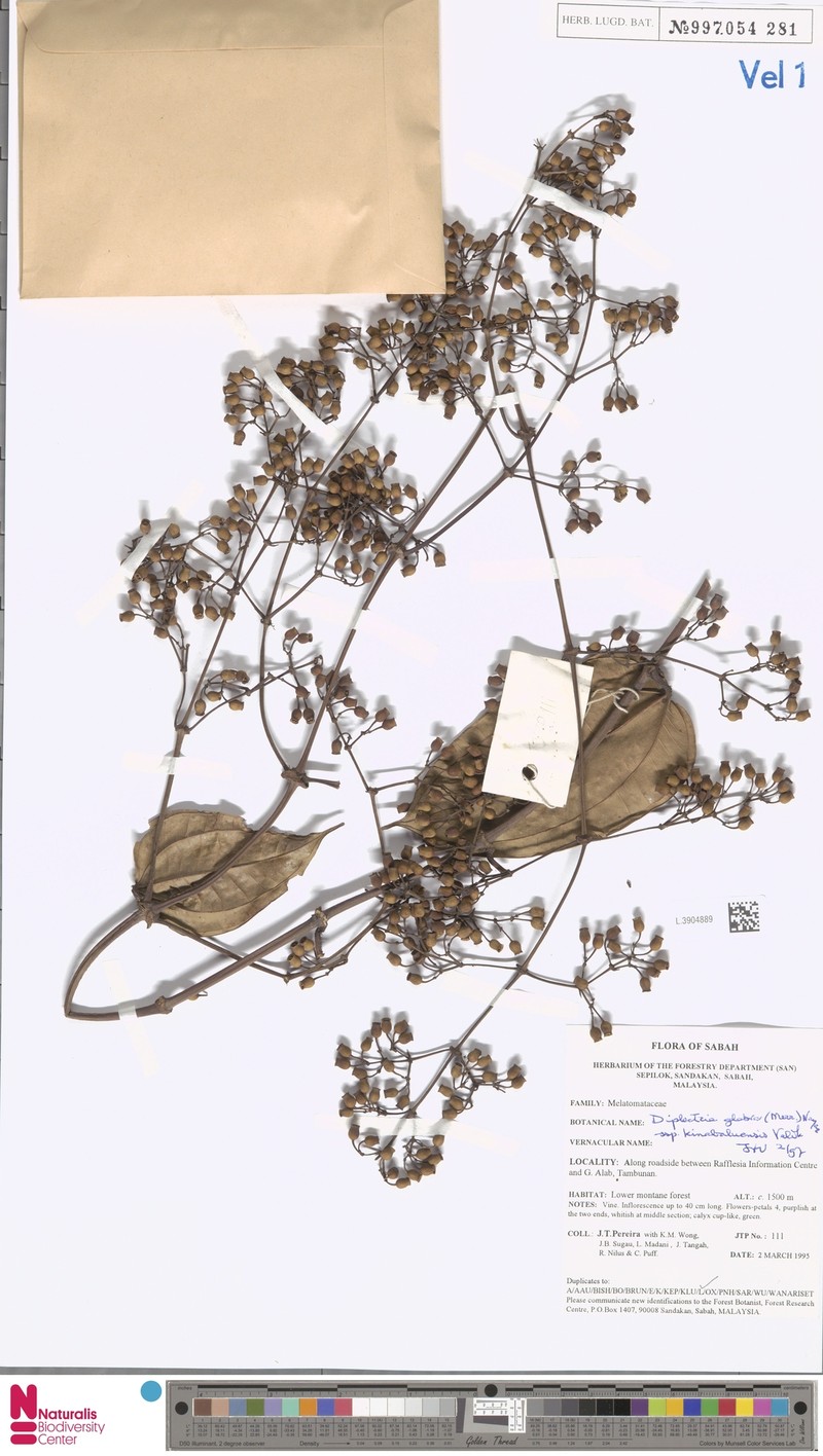 Dalenia glabra photo 3