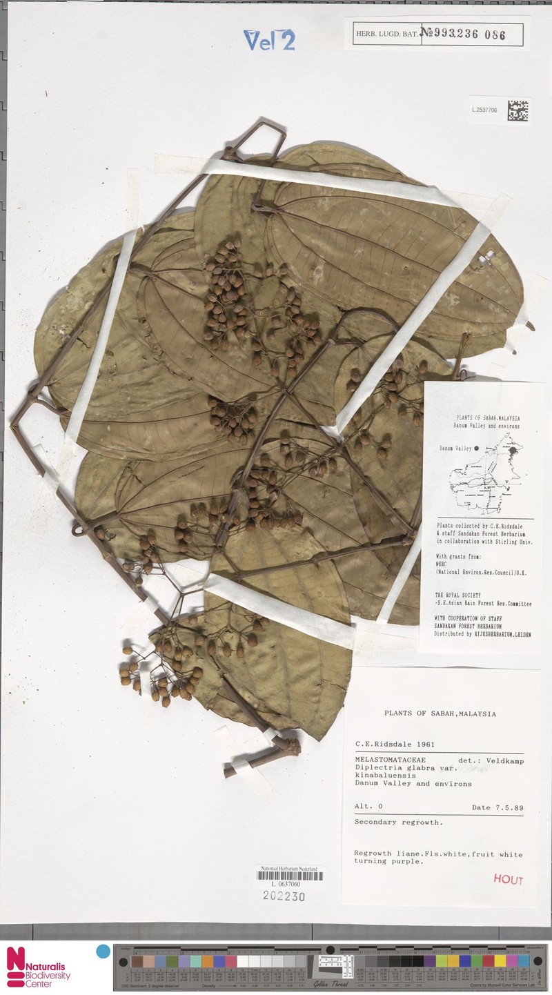 Dalenia glabra var. kinabaluensis photo 3