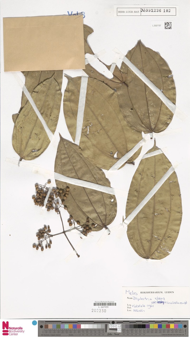 Dalenia glabra var. kinabaluensis photo 4