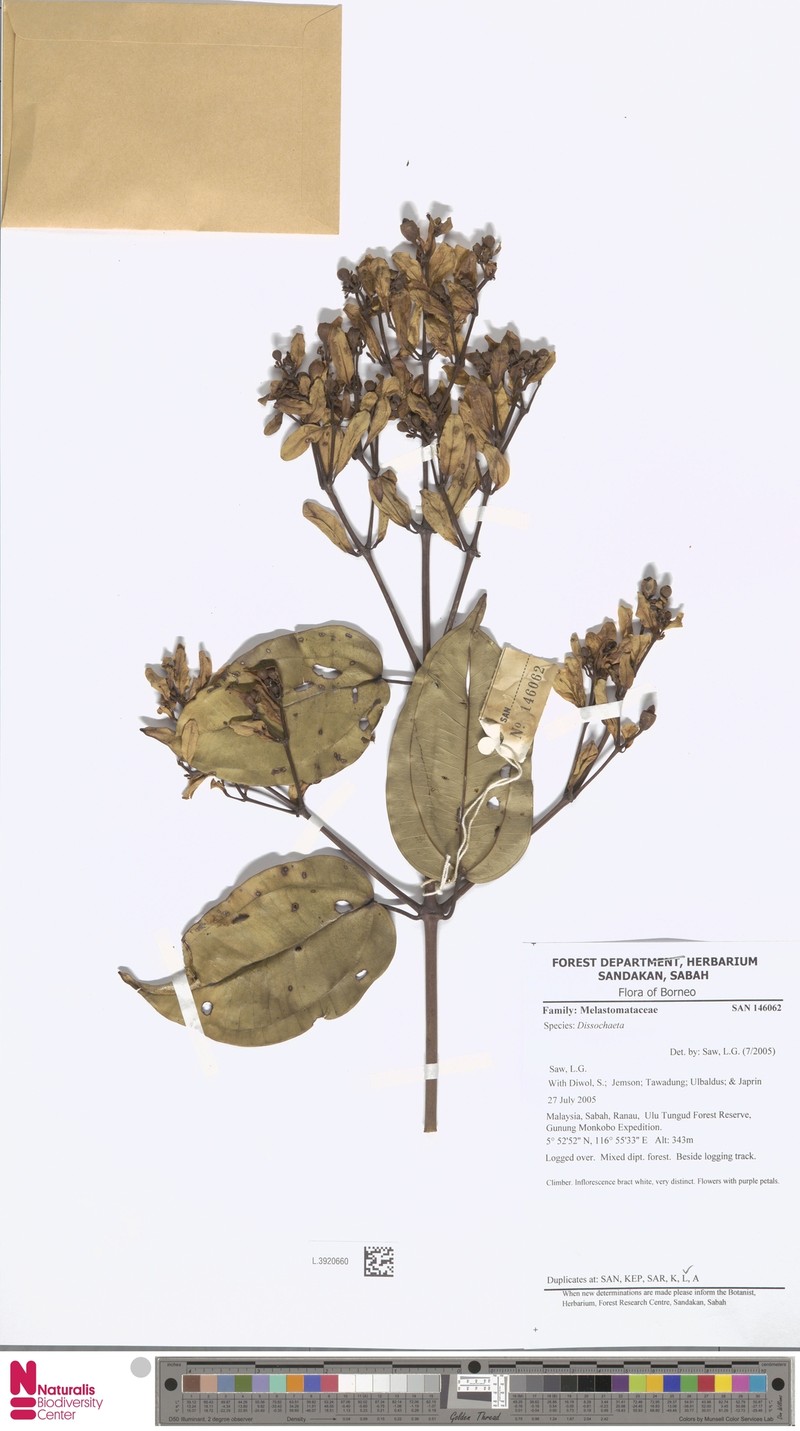 Dalenia glandulosa