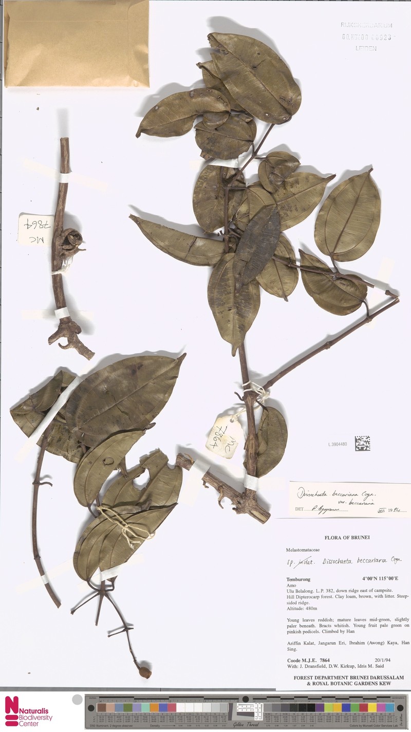 Dalenia glandulosa photo 2