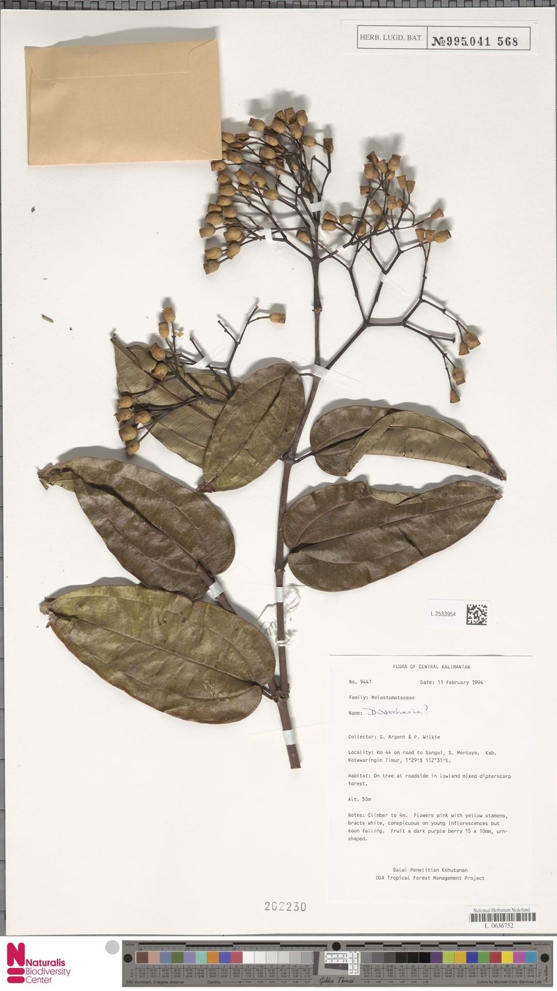 Dalenia glandulosa photo 3