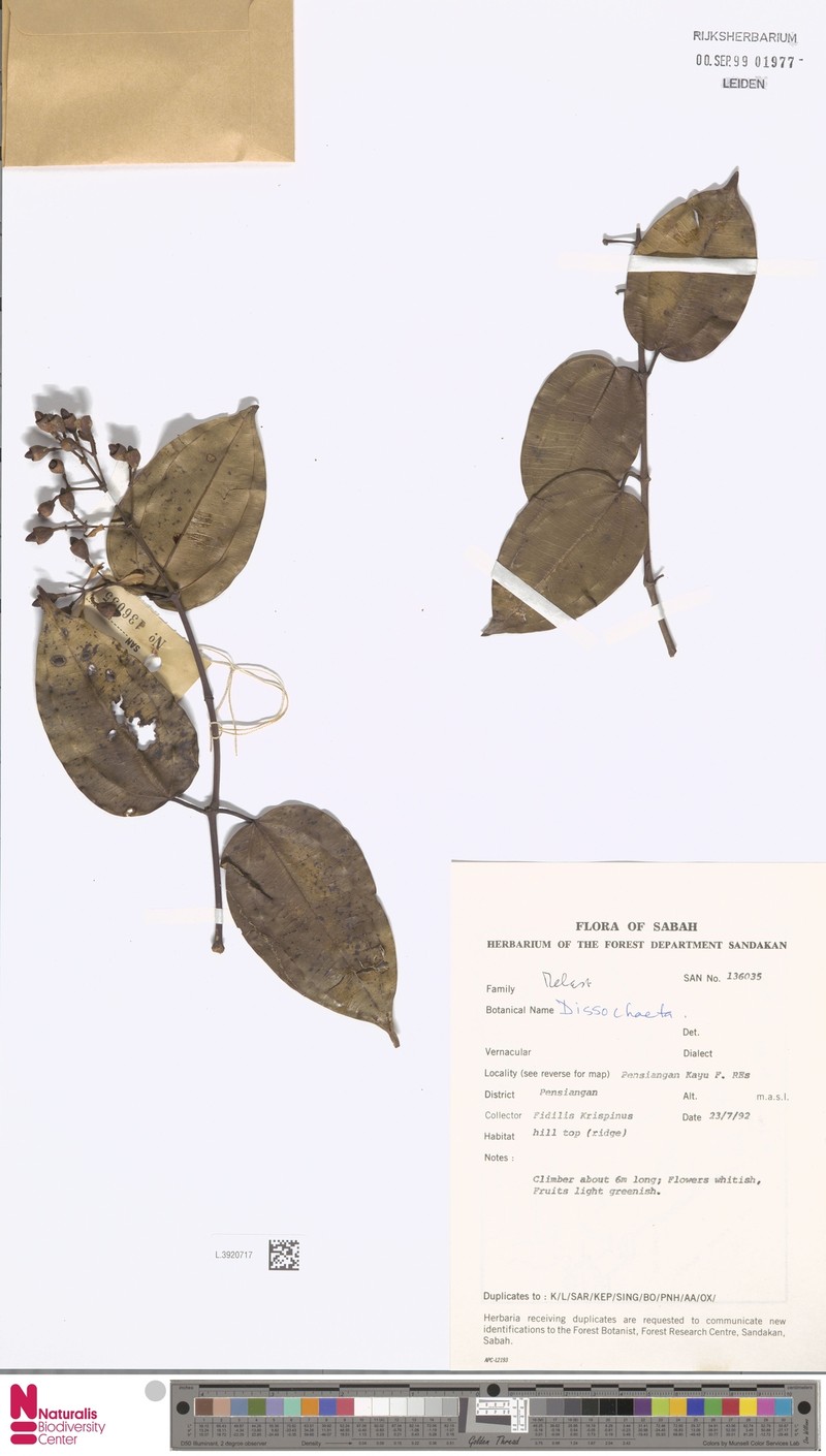 Dalenia glandulosa photo 4