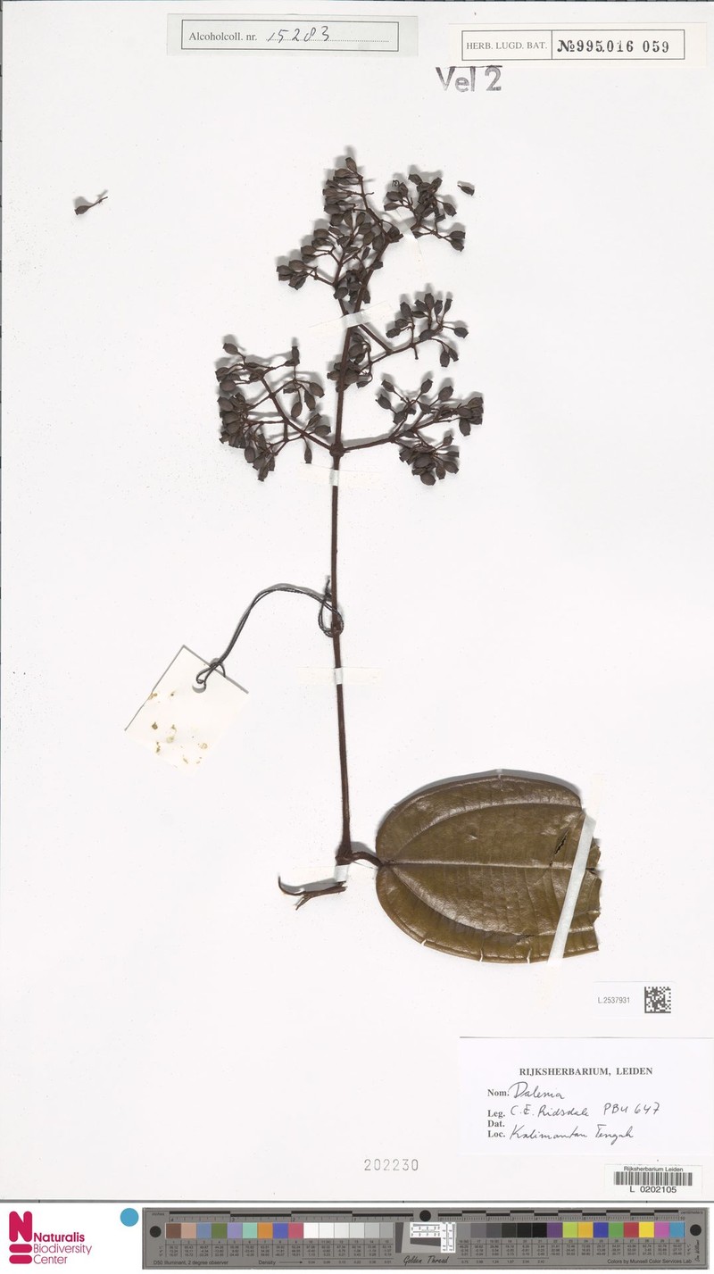 Dalenia latifolia