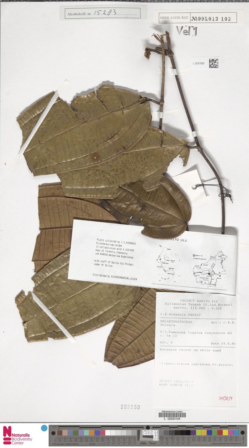 Dalenia latifolia photo 2