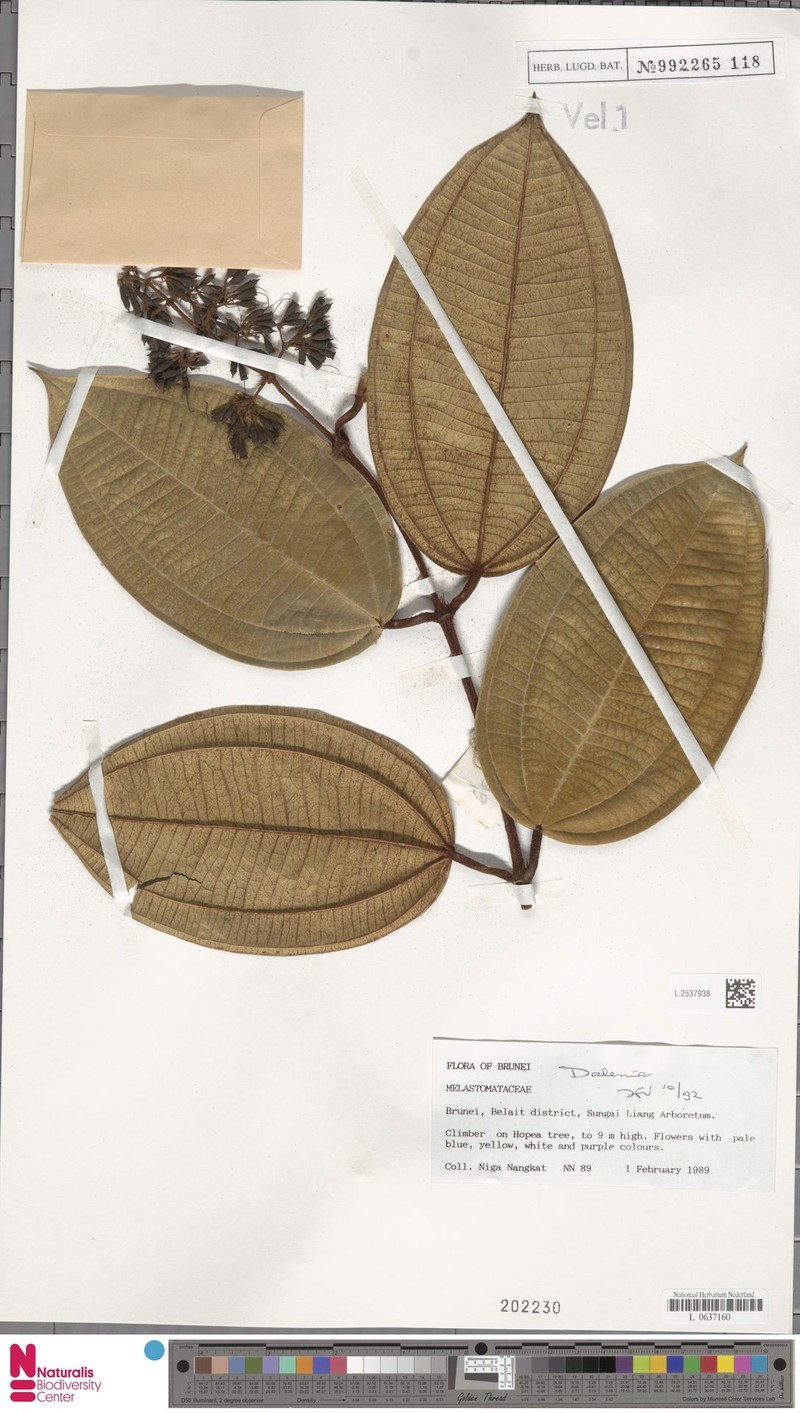 Dalenia latifolia photo 3