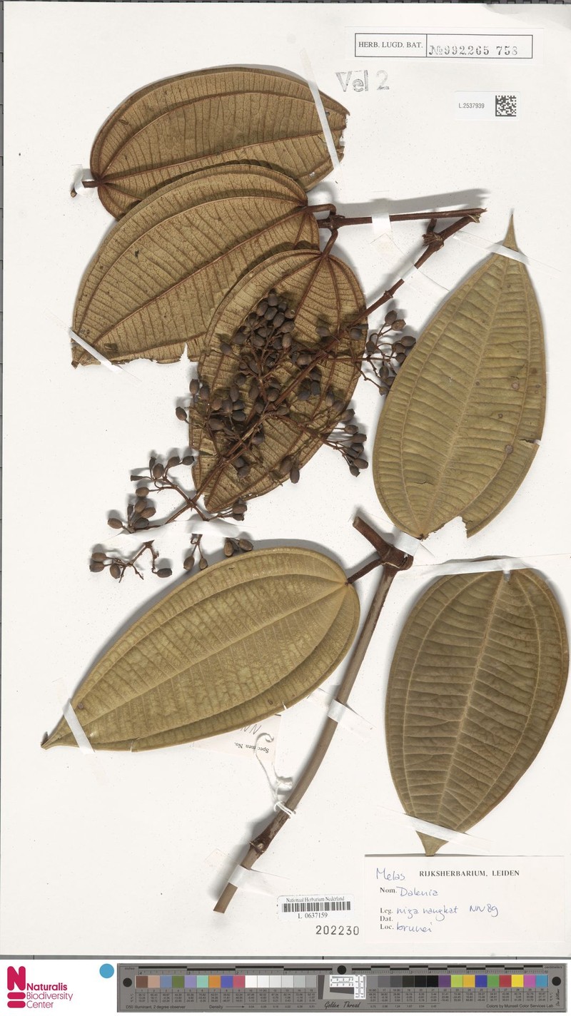 Dalenia latifolia photo 4