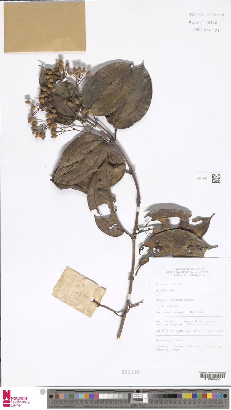 Dalenia magnibracteata