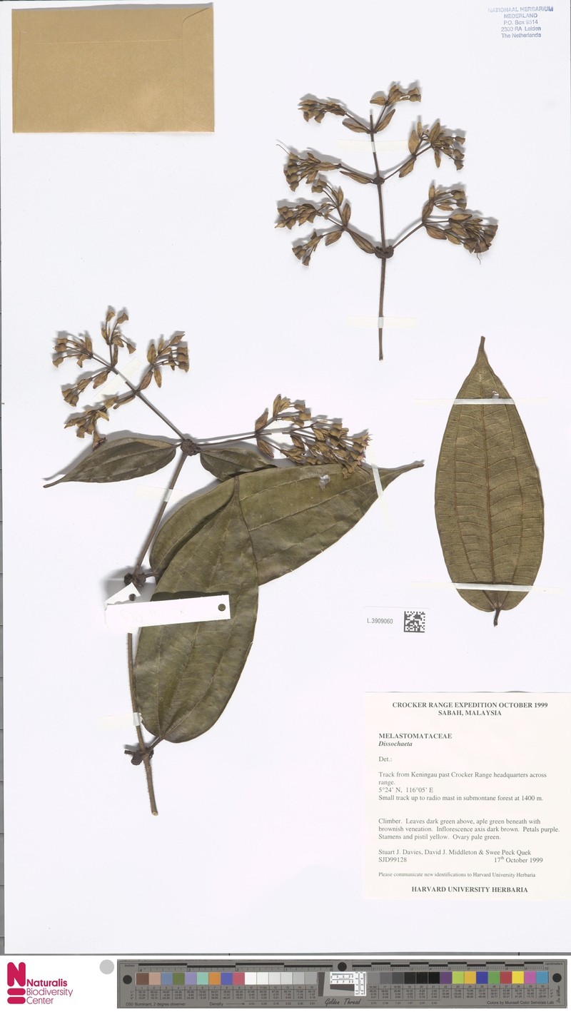 Dalenia magnibracteata photo 2