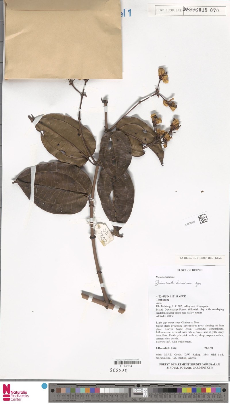 Dalenia magnibracteata photo 3