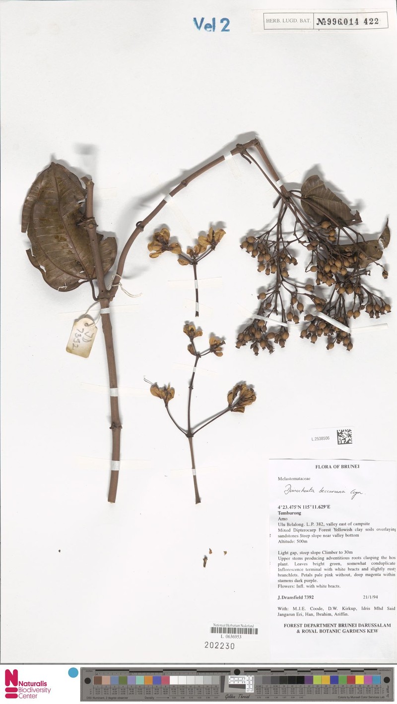 Dalenia magnibracteata photo 4