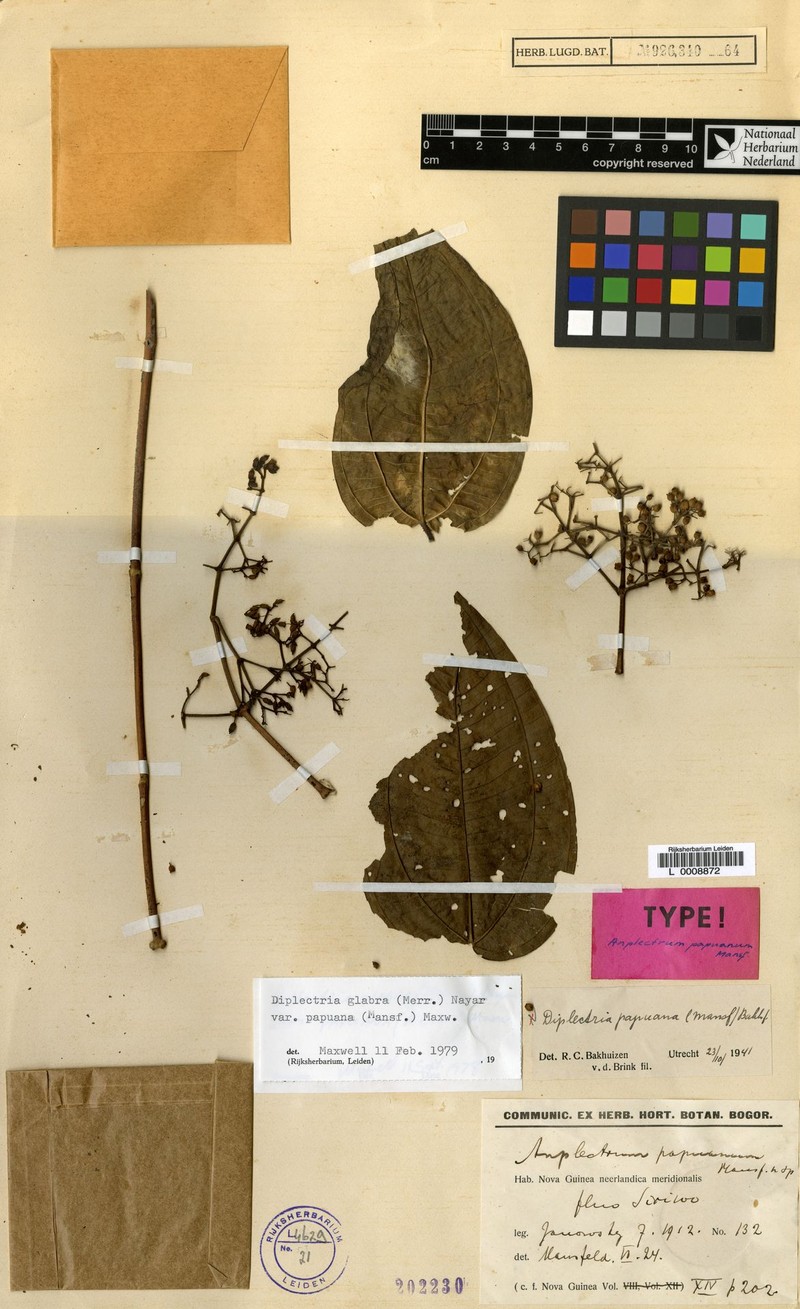 Dalenia papuana