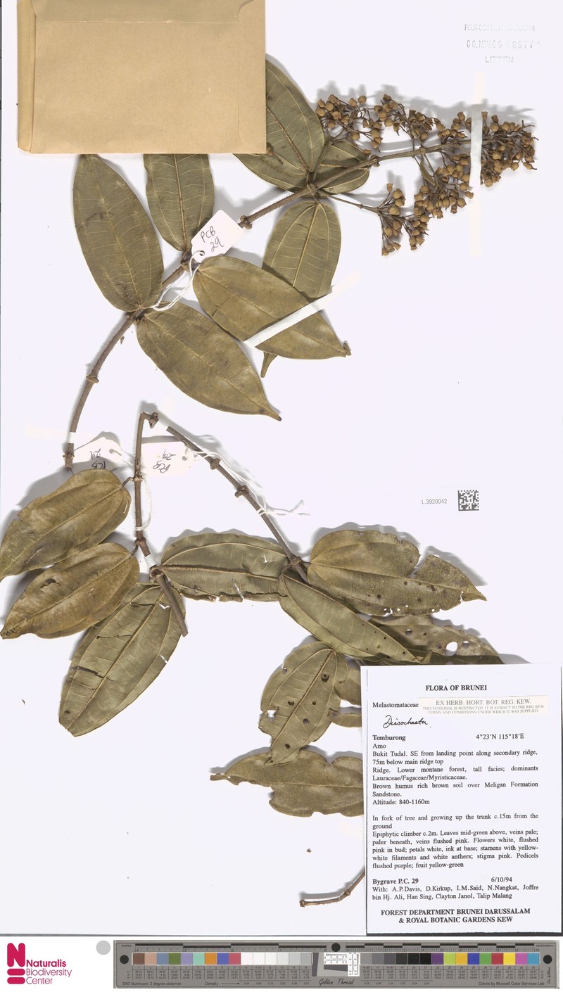 Dalenia sarawakensis