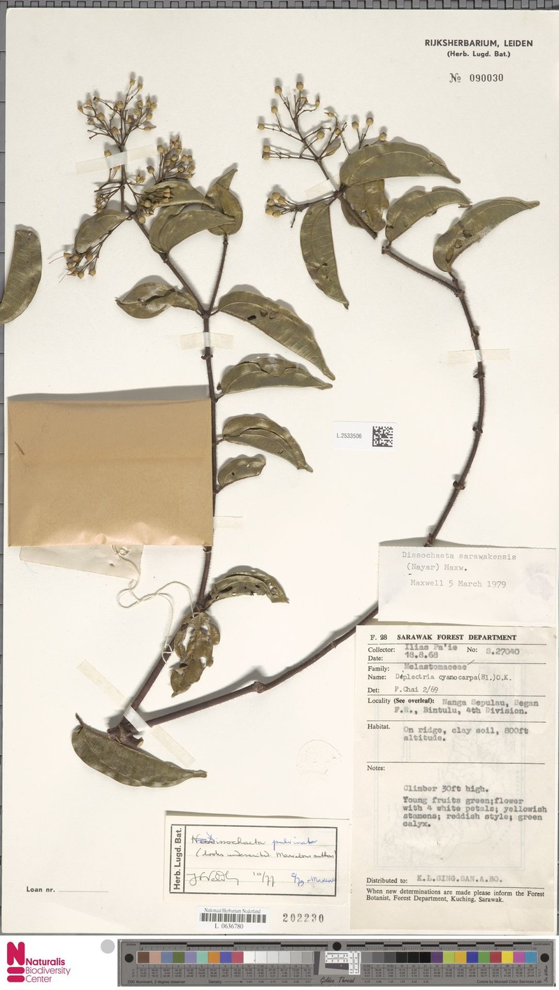 Dalenia sarawakensis photo 2