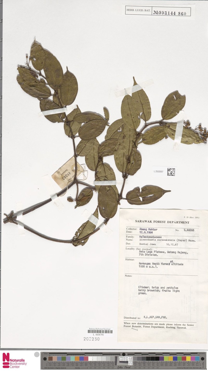 Dalenia sarawakensis photo 3