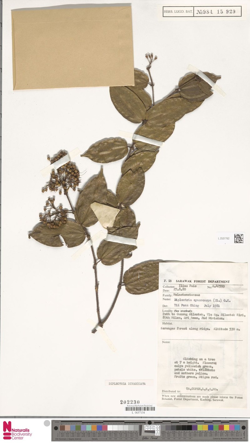 Dalenia sarawakensis photo 4