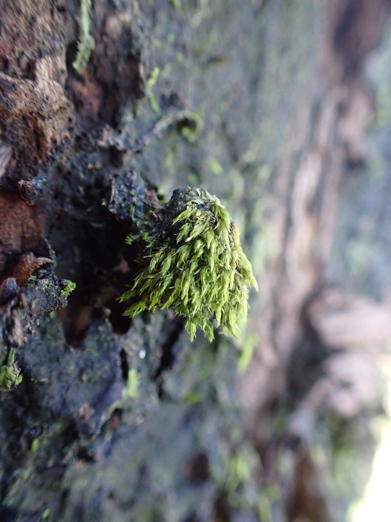 Daltonia Moss