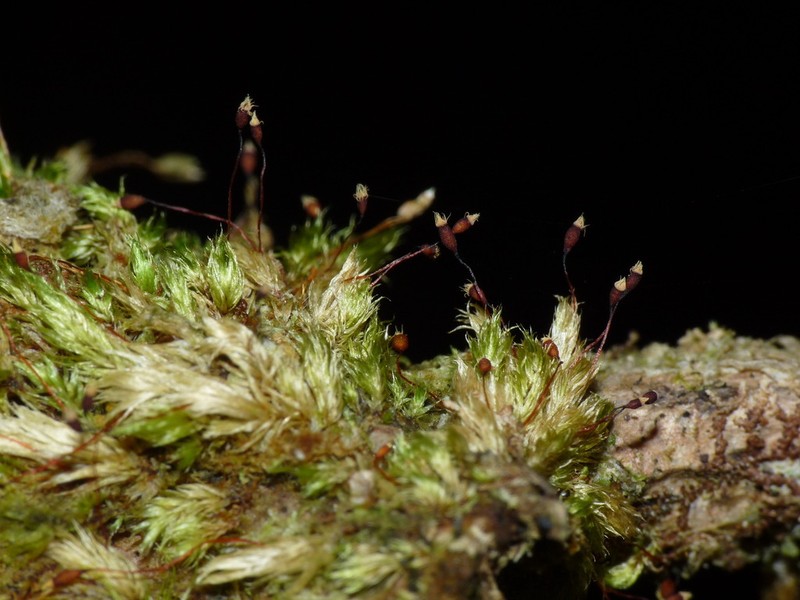 Daltonia Moss photo 2