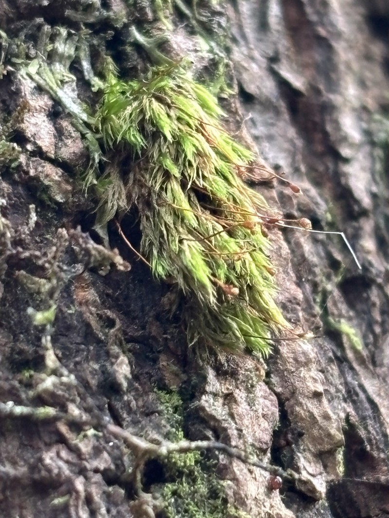 Daltonia Moss photo 5