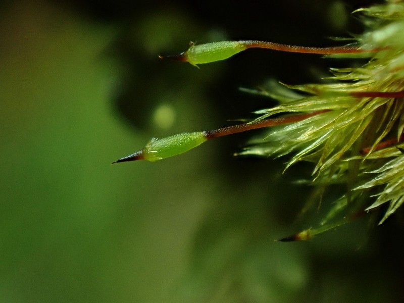 Daltonia Moss photo 6