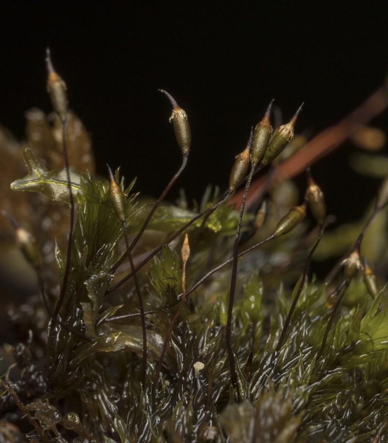Daltonia Moss photo 8