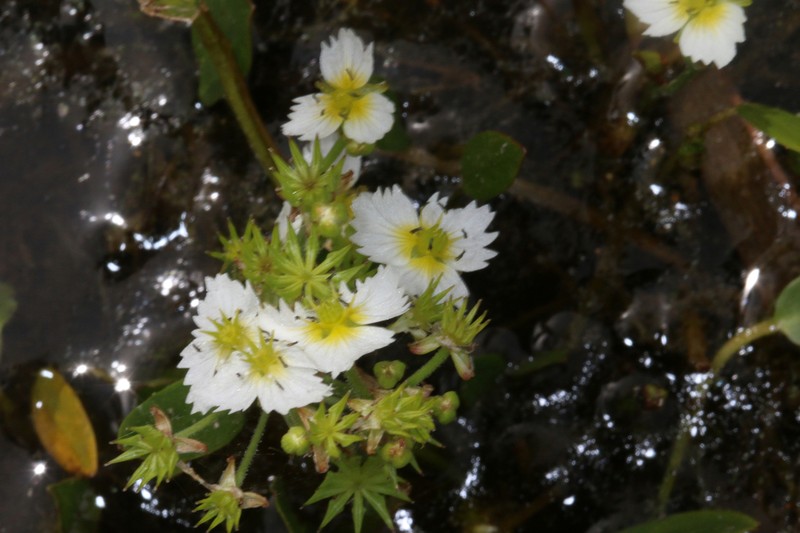 California Damsonium