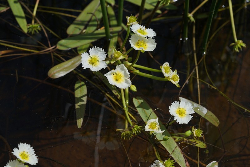 California Damsonium photo 2