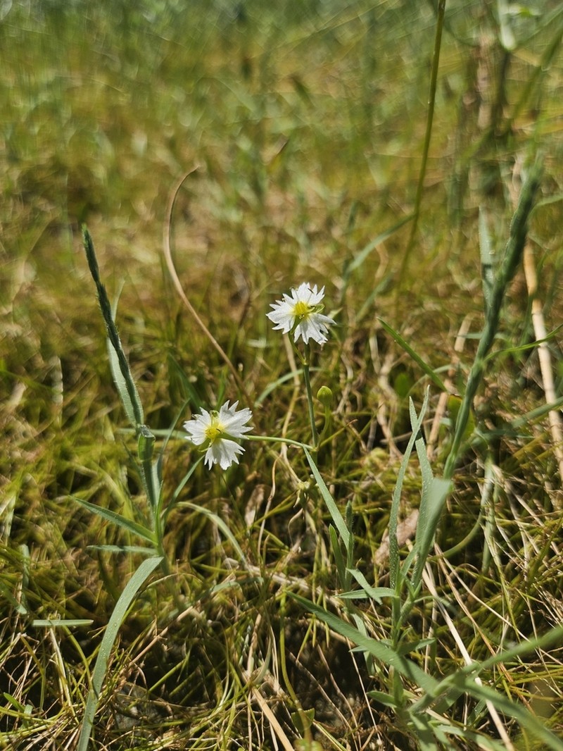 California Damsonium photo 3