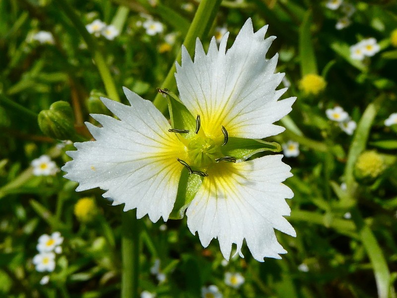 California Damsonium photo 4