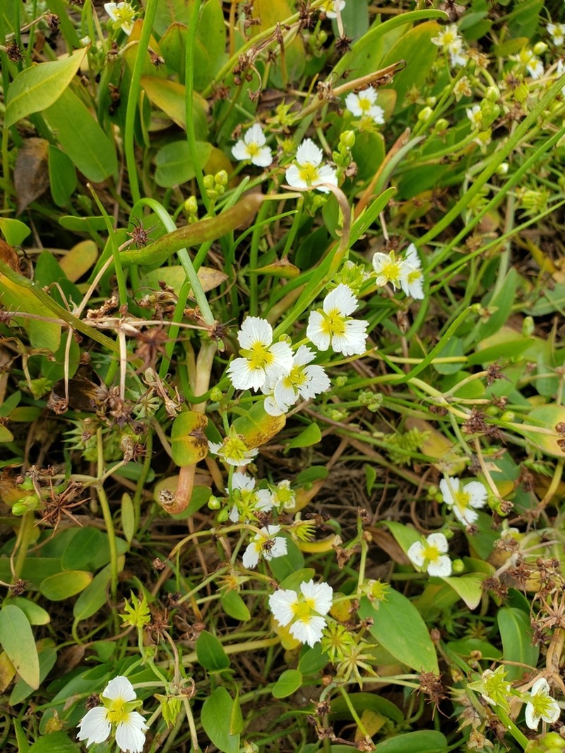 California Damsonium photo 5
