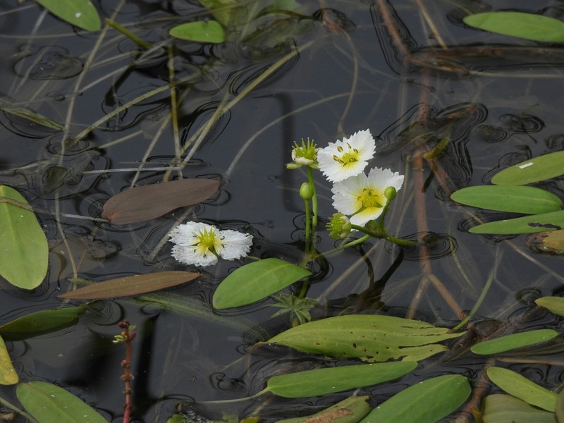 California Damsonium photo 6
