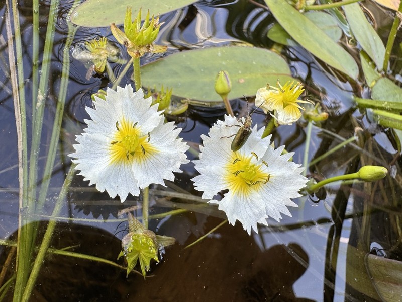 California Damsonium photo 7