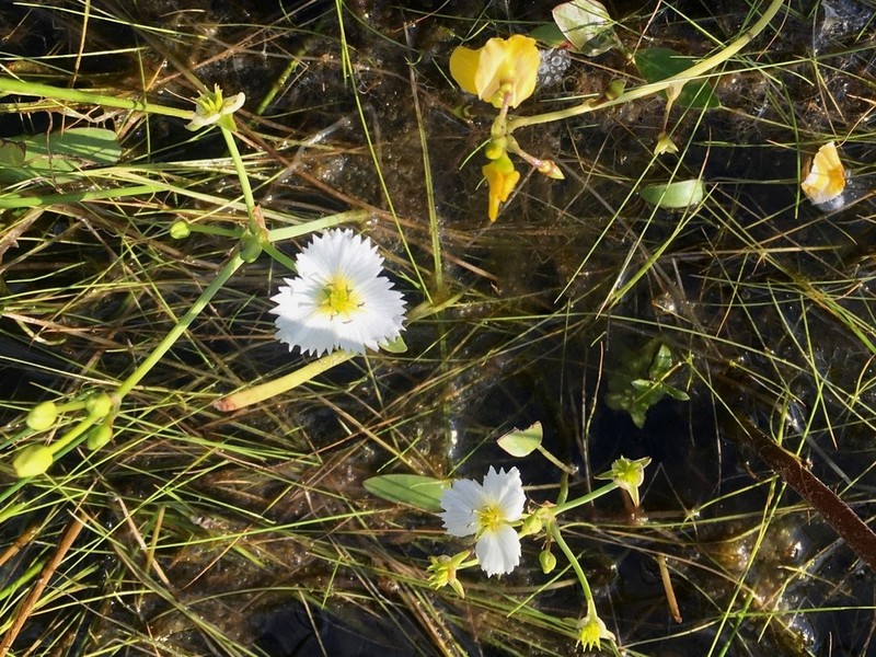 California Damsonium photo 8