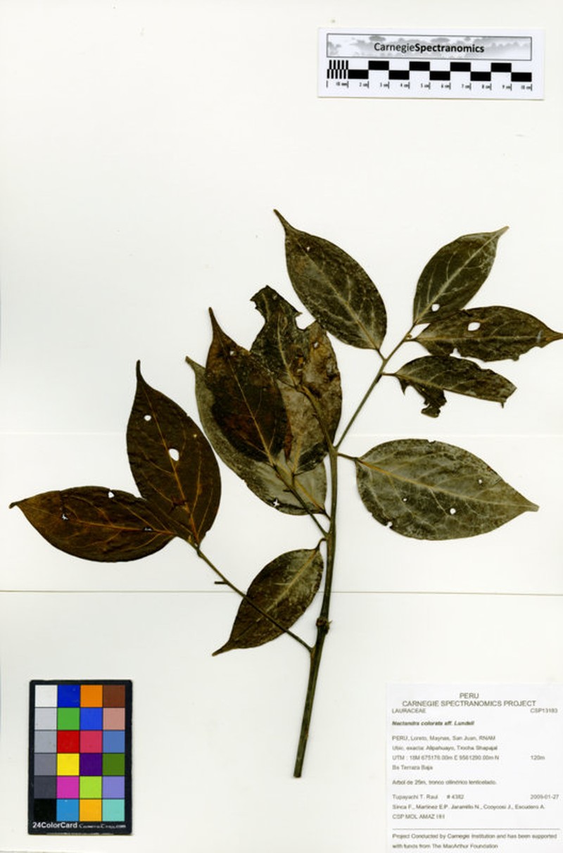 Damburneya colorata