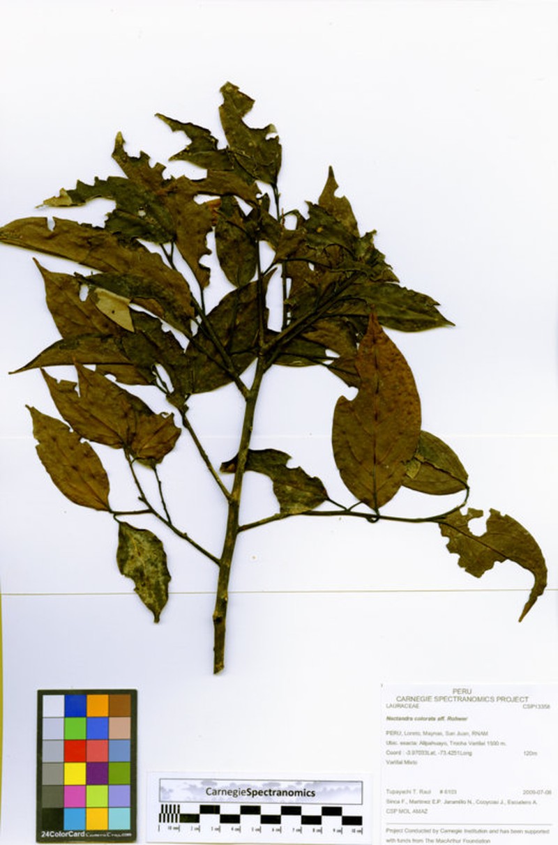 Damburneya colorata photo 2