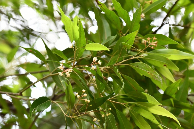 Lancewood