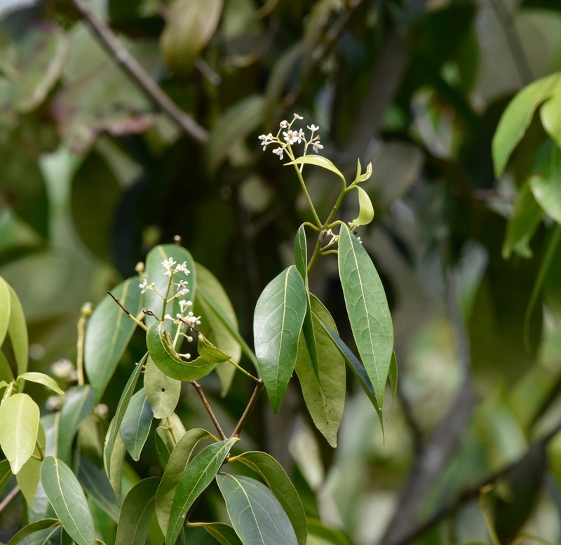 Lancewood photo 2